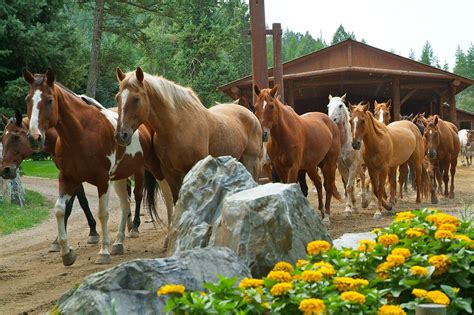 Montana Guest Ranches Make The Perfect Corporate Incentive Vacation