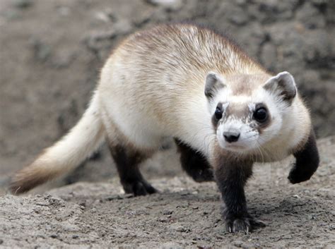 Drones to scatter vaccine-coated M&Ms to save endangered ferrets - CBS News