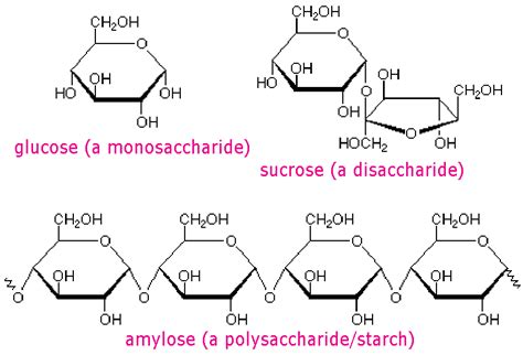 Carbohydrates Polymer Examples All You Need To Know