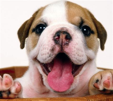 A Happy Bulldog Puppy - Pet Paw