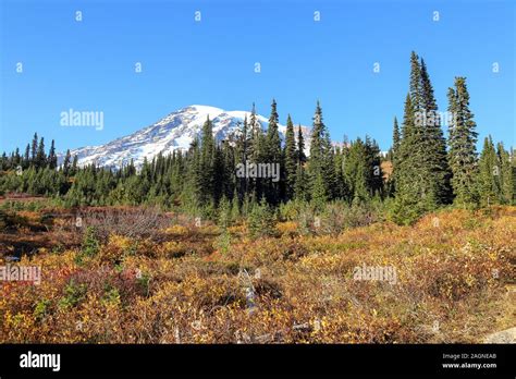 Full Of Fall Colors To Winter Transition Displayed At Mount Rainier