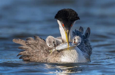 Audubon Announces 2022 Audubon Photography Awards Winners Audubon