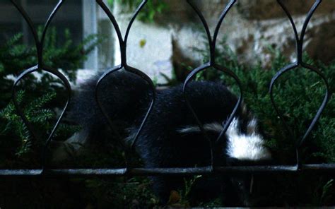 A Skunk Digging In The Garden On King Street Tom Purves Flickr