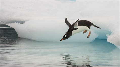 5 Specie Di Pinguini Particolari