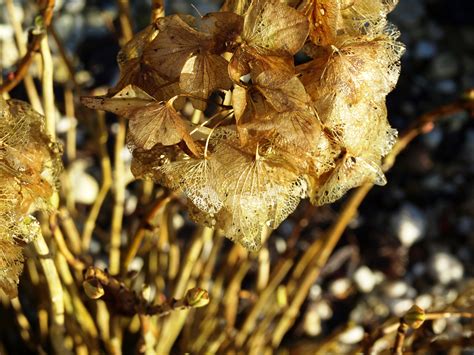 무료 이미지 나무 자연 분기 감기 겨울 사진술 잎 서리 마른 생기게 하다 가을 갈색 플로라 수국