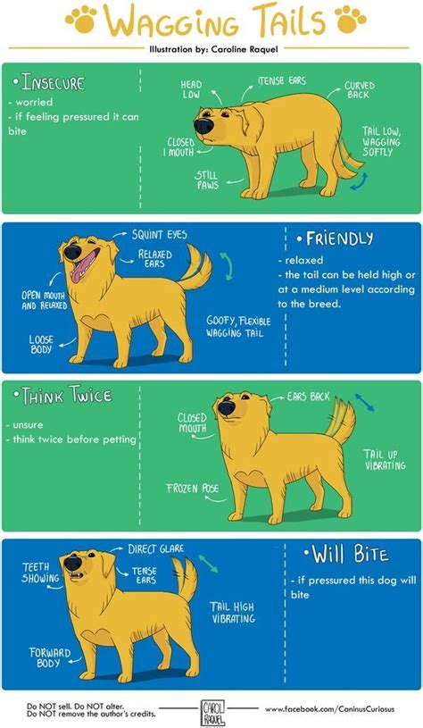 Canine Body Language Dog Body Language Pet Care Dogs Dog Language