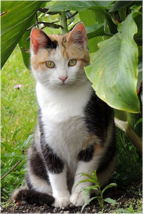 1000 Images About Calico Cats On Pinterest Cute Cats