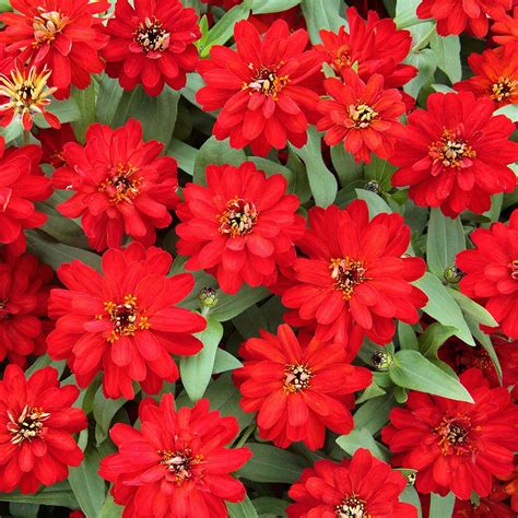 Profusion Double Red Zinnia Seeds Annual Flower Seeds