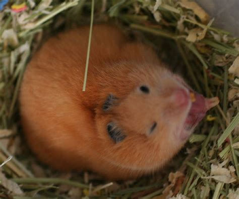 Yawning Hamster Flickr Photo Sharing