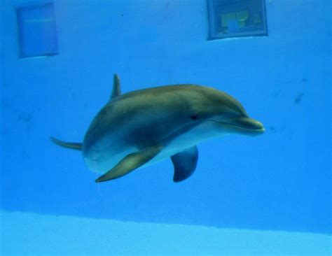 Bottlenose Dolphin Brookfield Zoo Bottlenose Dolphin Vinny Gragg