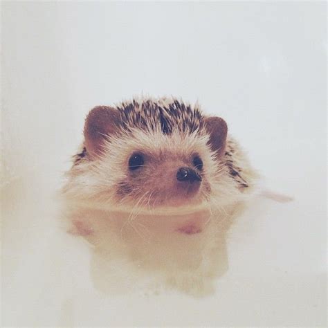 Hedgehogmeepss Photo On Instagram Hedgehog House Primates Cute Funny