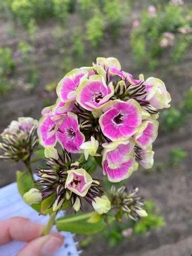Tall Garden Phlox Phlox Tall Garden Paniculata Olympus From Growing Colors