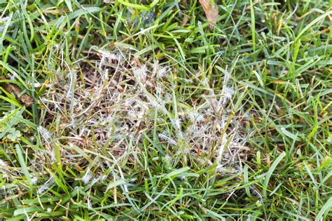 Common Fall Lawn Diseases Cardinal Lawns