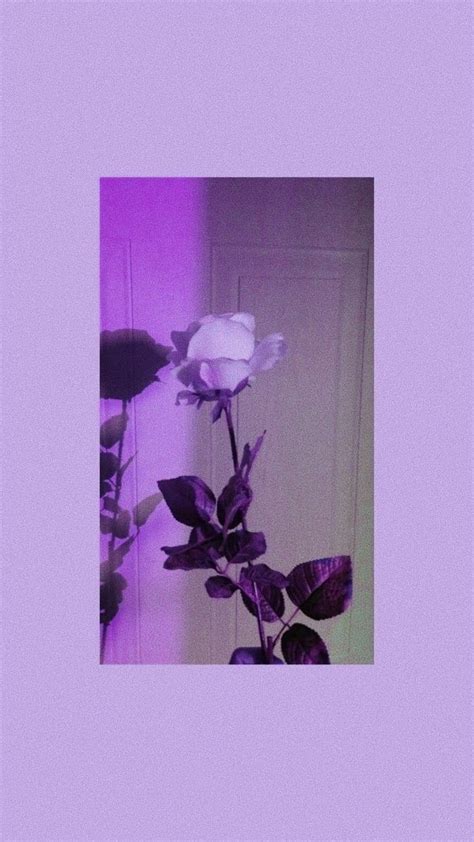 Wallpaper Tapeta Rose Rose Purple Fioletowy