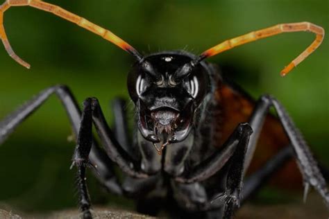 Top 10 Creepiest Insects In The World