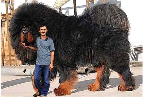 Massive Dog Breeds Suppliesnibht
