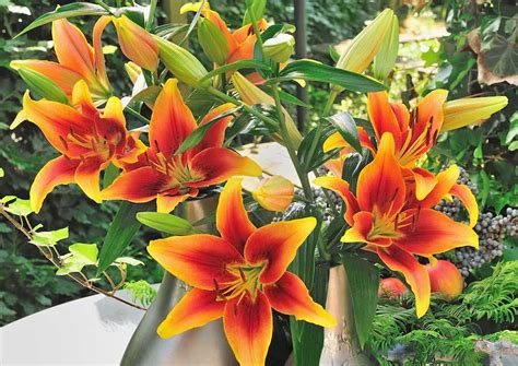 The lily's increasing popularity as both a cut flower and a garden subject is well deserved, and this handsome volume combines the flower's unrivaled visual the book is organized into three main sections. Know Your Lilies: Asiatics, Orientals, Trumpets and More ...