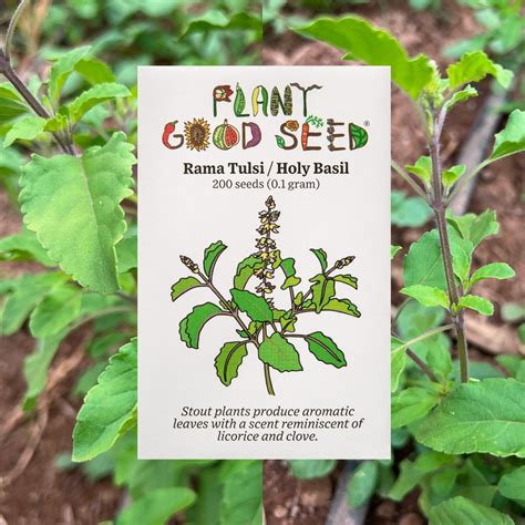 Rama Holy Basil Tulsi Seeds Grow Your Own Holy Basil Plant For Dried