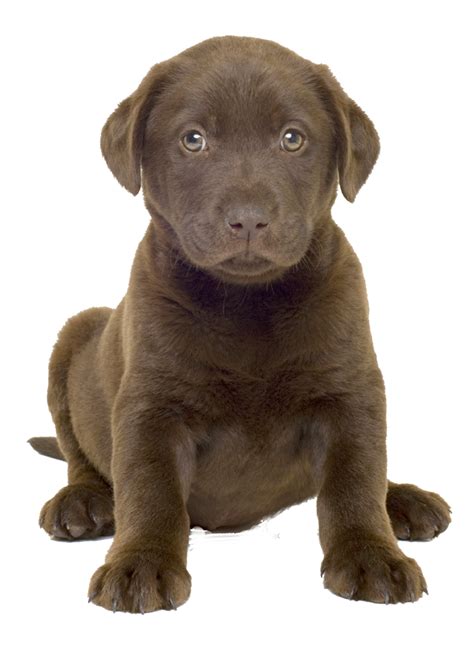 Labrador Retriever Png Transparent Image Download Size 741x1041px