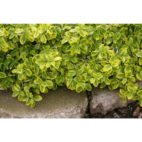 Proven Winners Gold Splash Wintercreeper Euonymus Live Evergreen