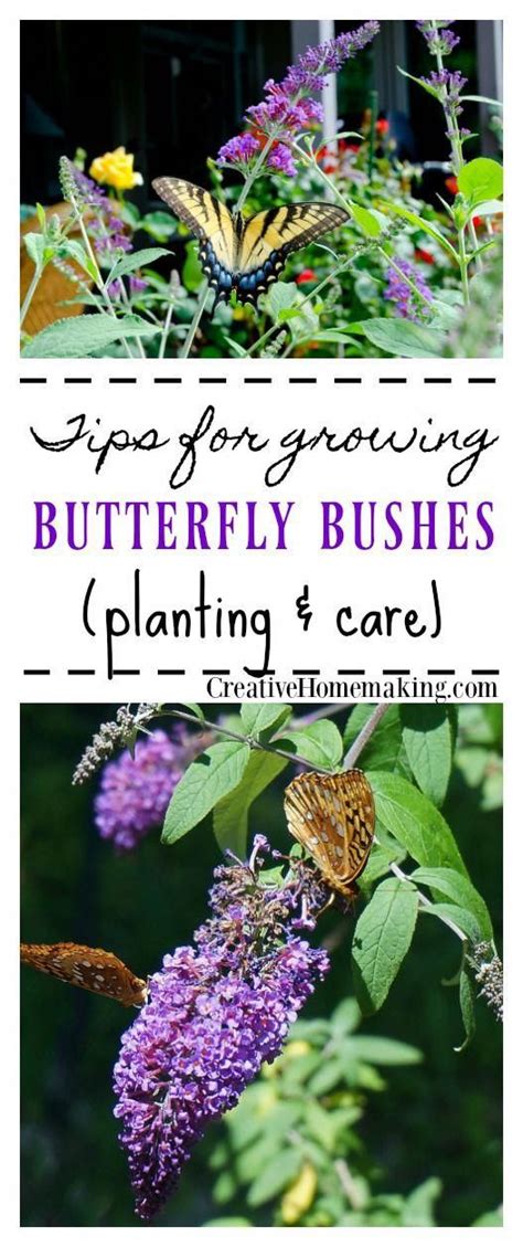 Tips For Growing Butterfly Bushes In Your Garden Butterfly Bush