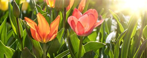 Close Up Of Orange Tulip Flowers Under Sun Light In The Garden Stock