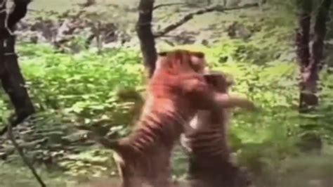 Two Tigers Fight Over Tigress In Rajasthans Ranthambore National Park