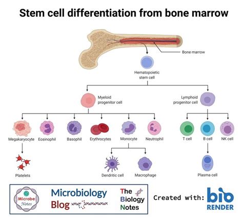 Stem Cell Differentiation From Bone Marrow Stemcell Bonemarrow