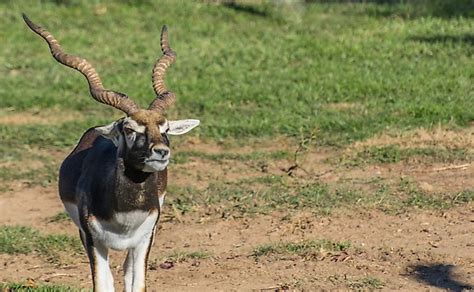 Where Does The Blackbuck Live Worldatlas