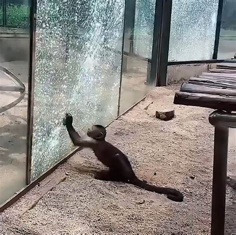 Monkey Tries To Break Free From Zoo By Shattering Glass With A Rock