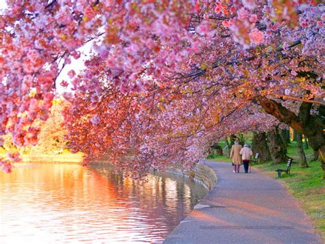 beautiful wallpapers  desktop cherry blossom wallpapers hd