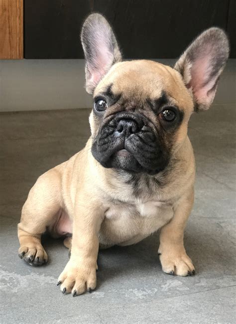 French Bulldog Breeders In The Usa With Puppies For Sale Puppyhero