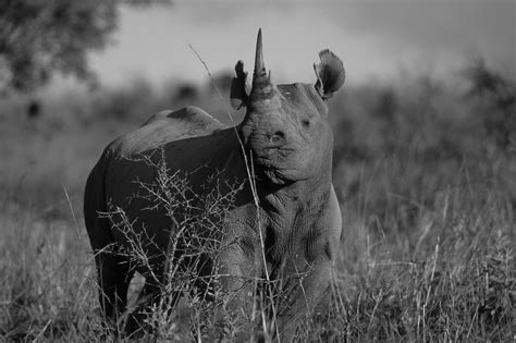 Latest Version Of The Iucn Red List Declares Western Black Rhino