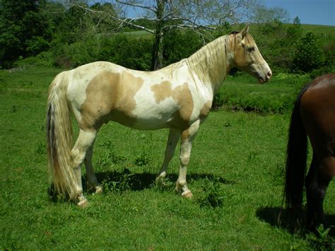 Horses for Sale