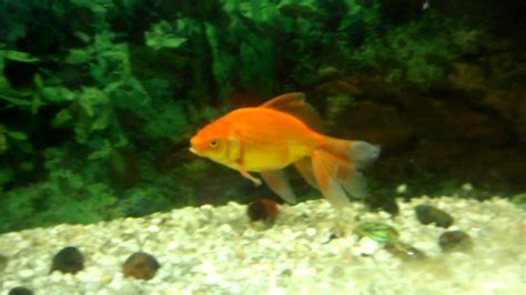 Goldfish Pregnant Youtube