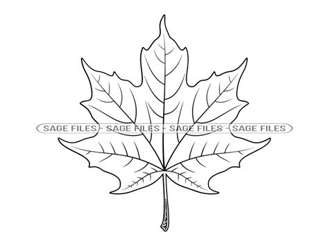 Maple Leaf Outline Svg Maple Leaf Svg Autumn Svg Maple Leaf Clipart
