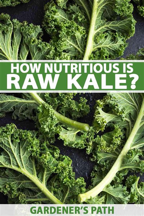 How Nutritious Is Raw Kale Gardeners Path