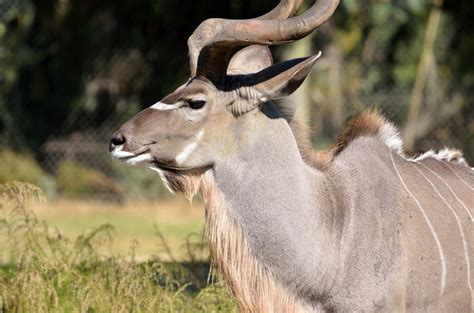 Greater Kudu Fact And Information