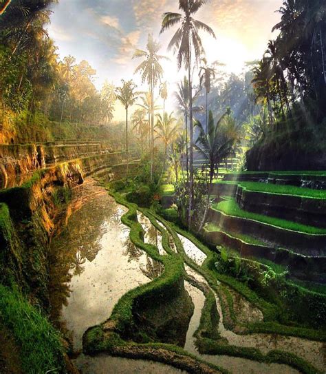 Rice Field In Tegalalang Ubud Bali 💚💚🌴🌴 Picture B Flickr Vacation Trips Vacation Spots