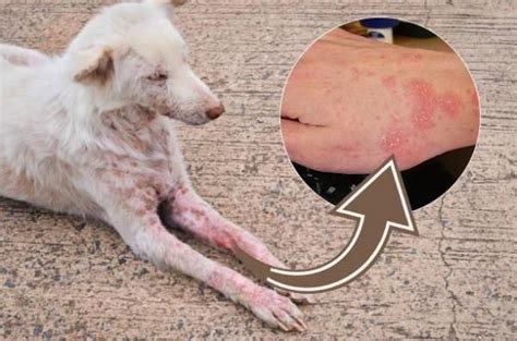 9 Diseases Dogs Can Transfer To Humans Sick Dog Dogs