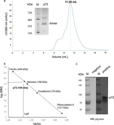 Characterization Of The Purified P A Size Exclusion Chromatography