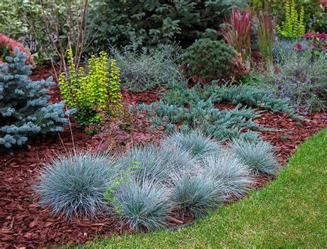 Blue Fescue Guide How To Grow And Care For Festuca Glauca Perennial