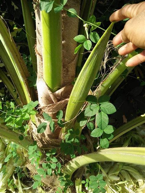 Pohon kelapa wulung bisa mulai berbuah pada umur enam tahuan setelah bibit kelapa wulung ditanam. Petua Petani Dari Thailand Nak Pokok Kelapa Cepat Berbuah ...