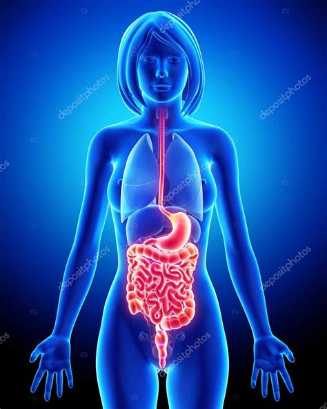 Female Digestive System Stock Photo Pixologic