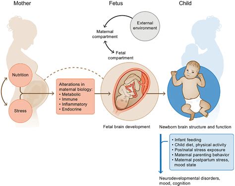 Figure 1 From The Interplay Between Nutrition And Stress In Pregnancy Implications For Fetal