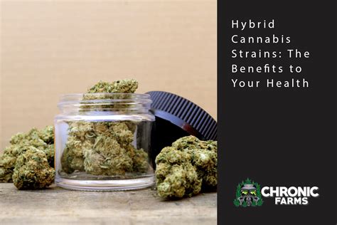 Hybrid Cannabis Strains The Benefits To Your Health Chronic Farms