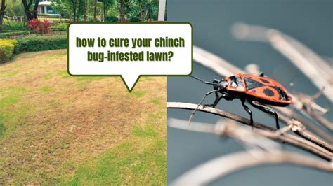 Expert Chinch Bug Treatment And Control Guide For Beginners Home