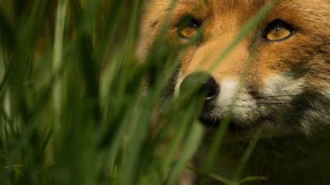 Download Grass Red Fox Animal Fox Hd Wallpaper