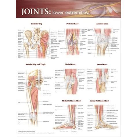Joints Of The Lower Extremities Anatomical Chart Vet Equip Australia