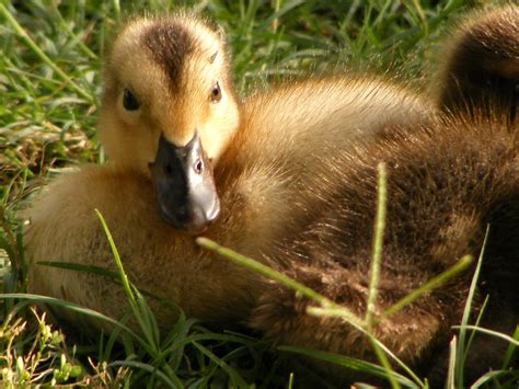 Baby Duck Up Close Joelle Johnson Flickr